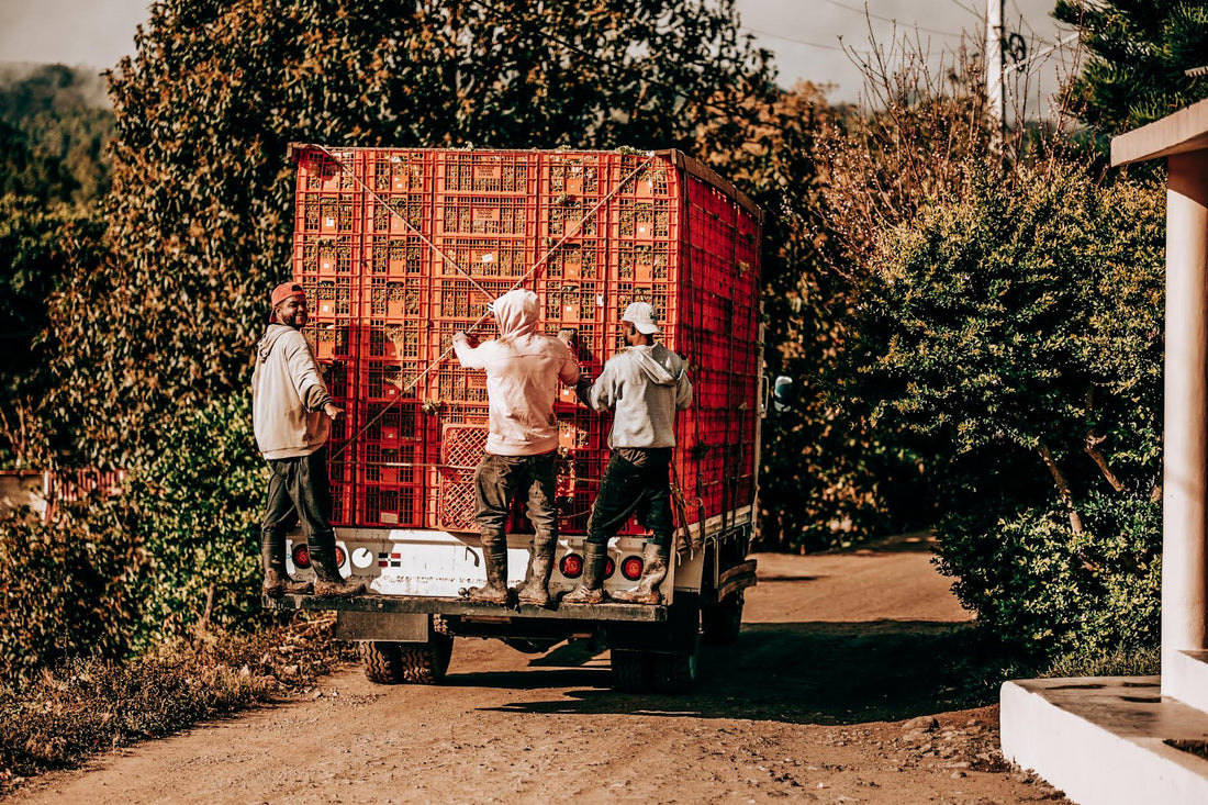Transporting Coffee on Vehicle