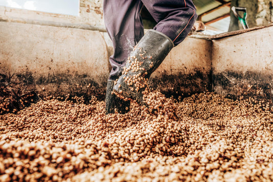 Climate migration and the future of coffee: how climate change is displacing coffee farmers