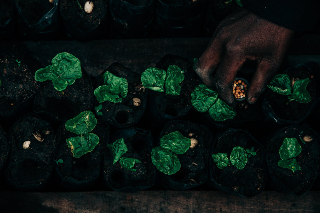 Why F1 hybrids might define the future of coffee