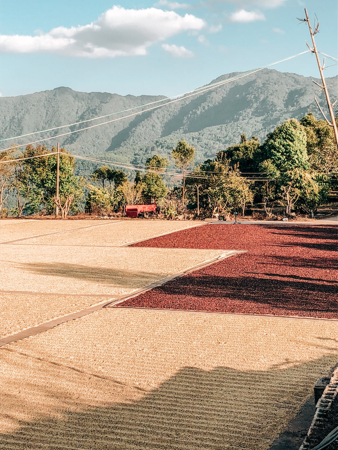 How China is reshaping coffee trade as both a buyer and a producer
