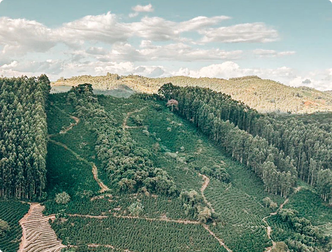 A climate fix - or another burden on the Global South? The EUDR and smallholder coffee