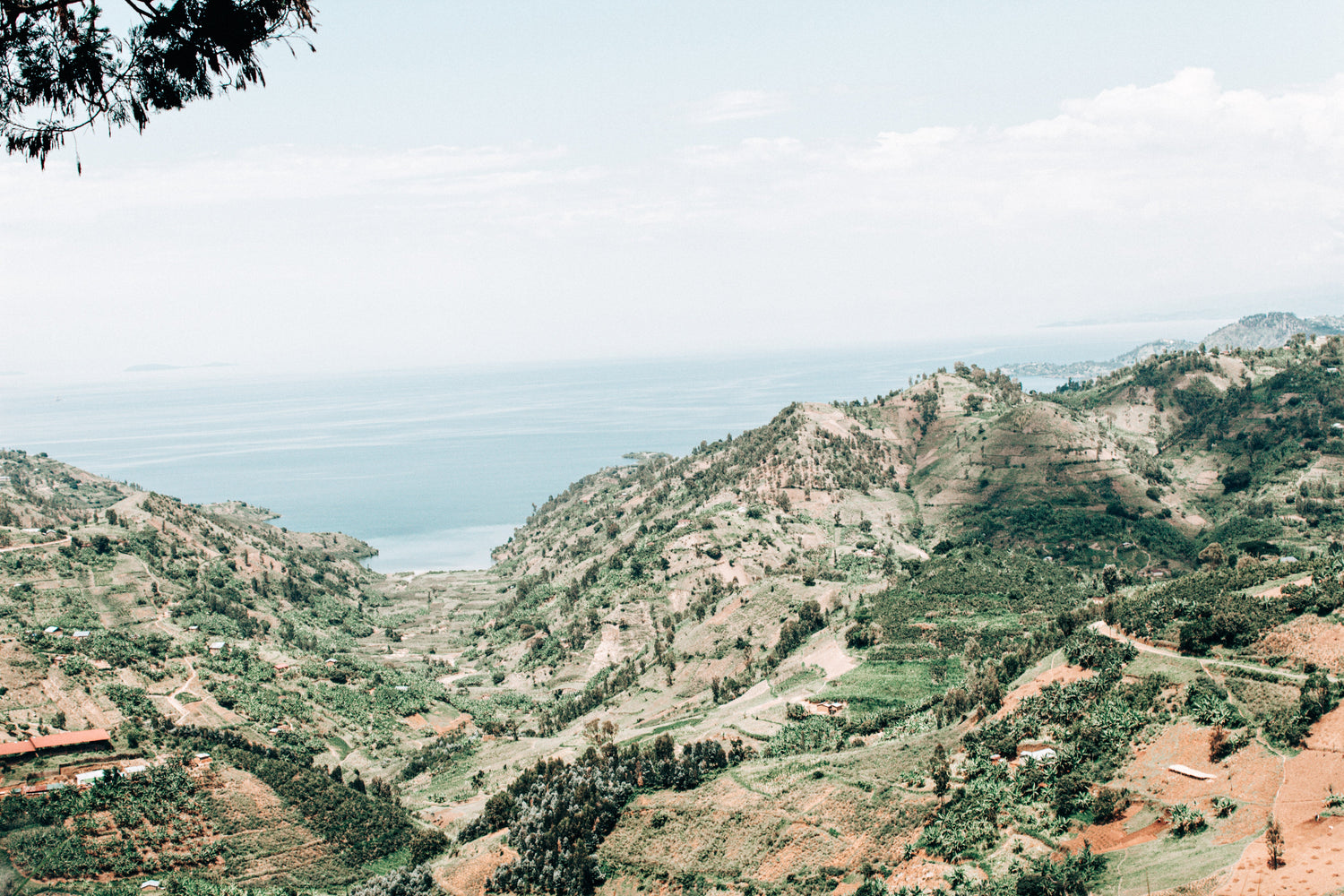 Rwanda Green Coffee Beans