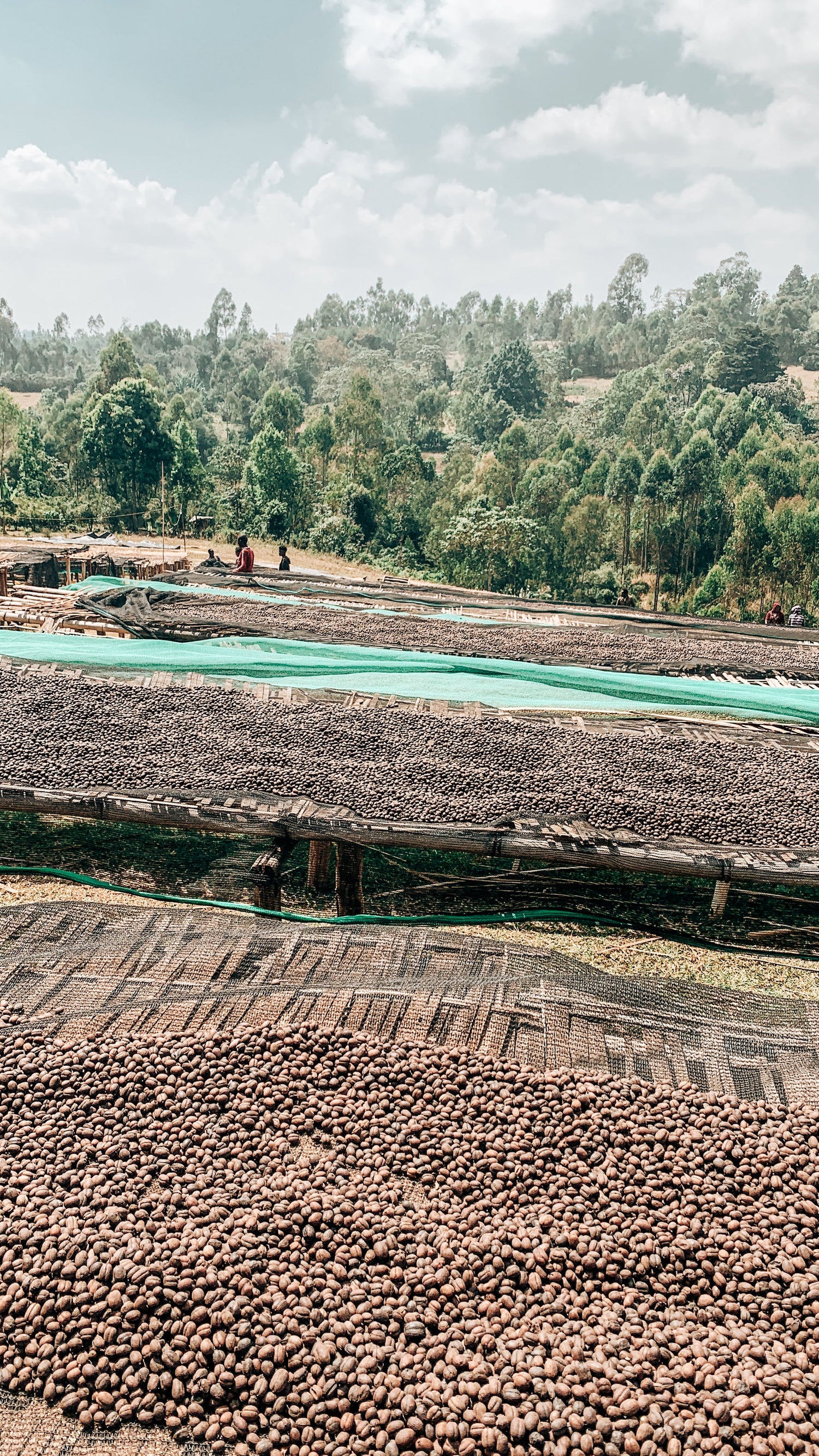 Natural Dry Processed Green Coffee Beans