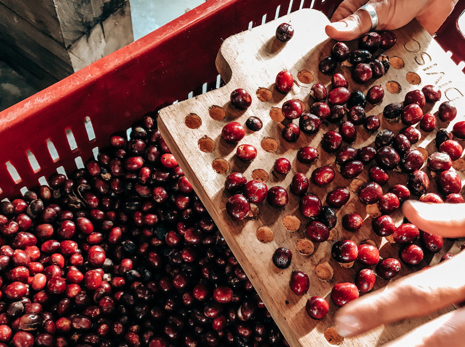 Colombia Green Coffee Beans