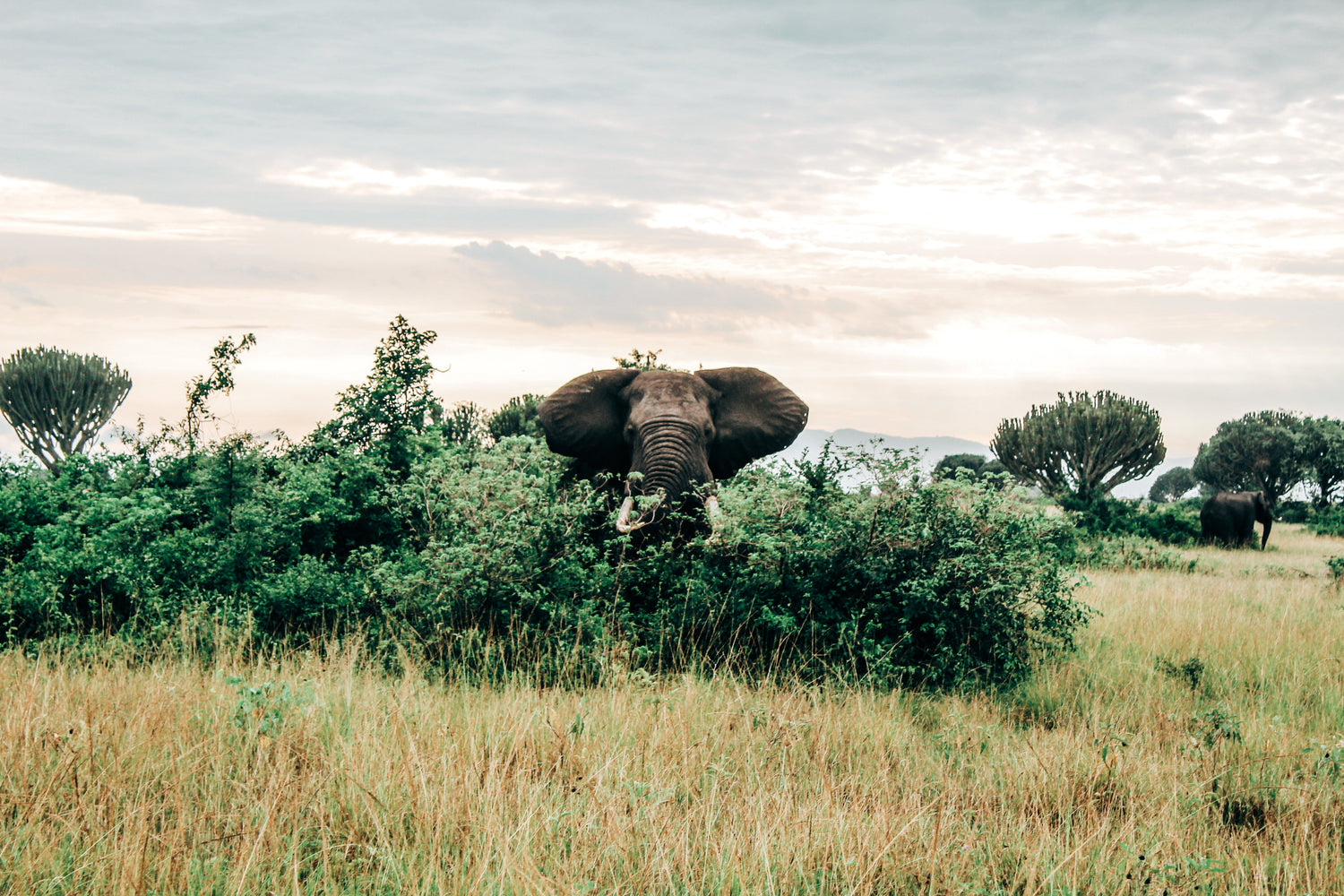 Uganda Green Coffee Beans