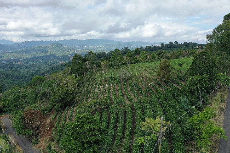 Dominican Republic Green Coffee