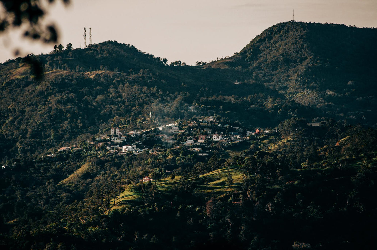 Dominican Republic Green Coffee