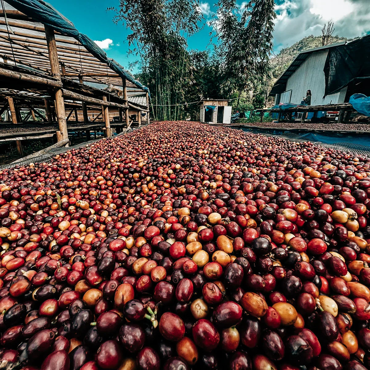 Thailand Green Coffee Beans