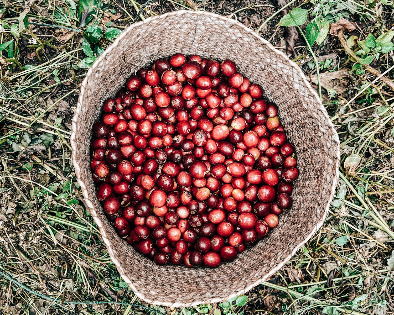 Staple Coffee Scenery Image