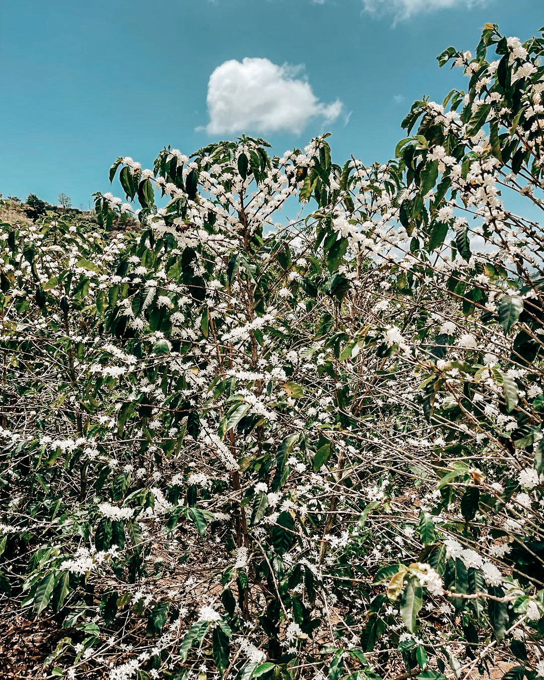 Nicaragua Green Coffee