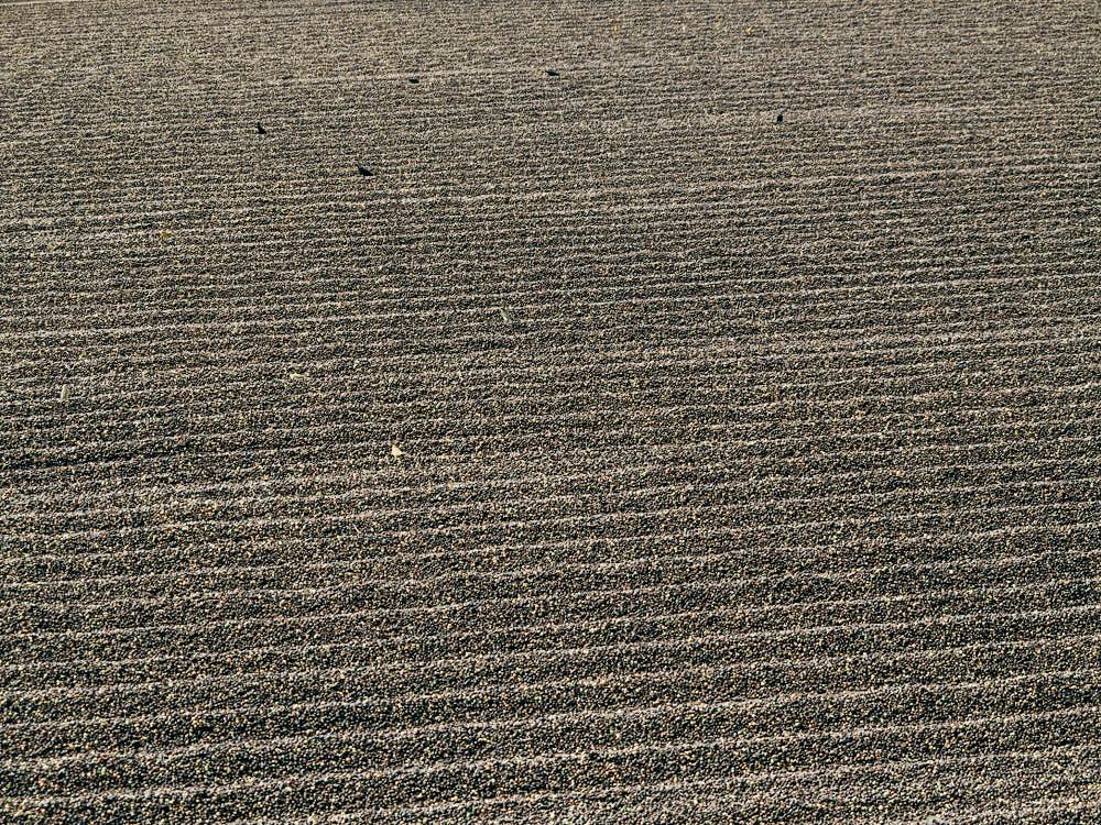 Brazil Natural Scr. 16/18 Fine Cup