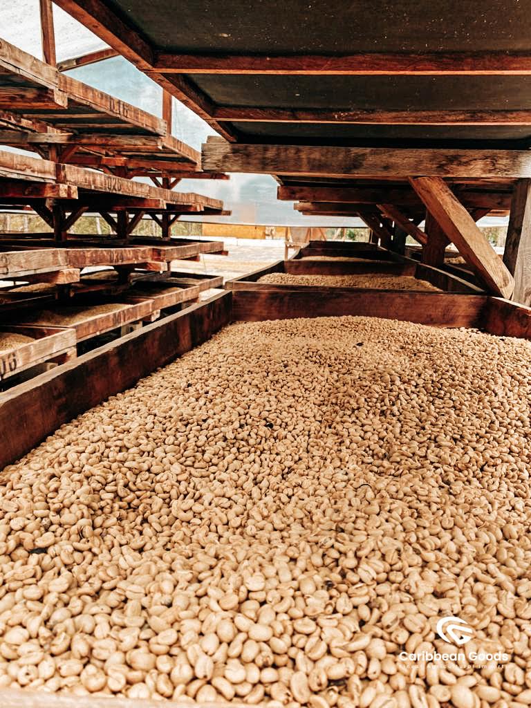 Amatillo Bourbon Catuai