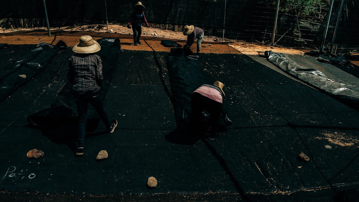 Bethania Hortensia - Washed Catuai