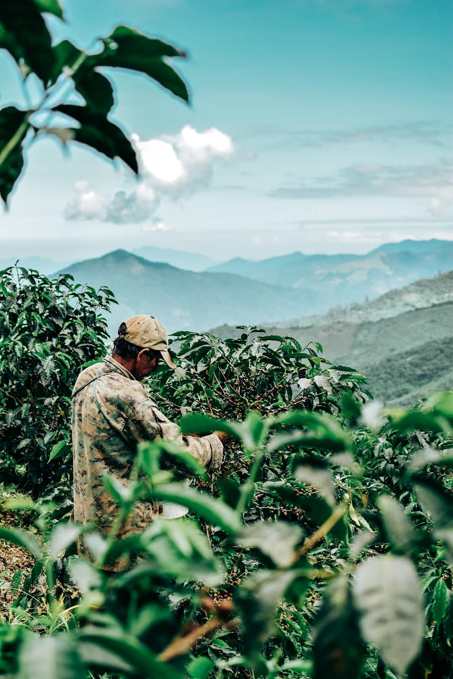 Makicuna Blend