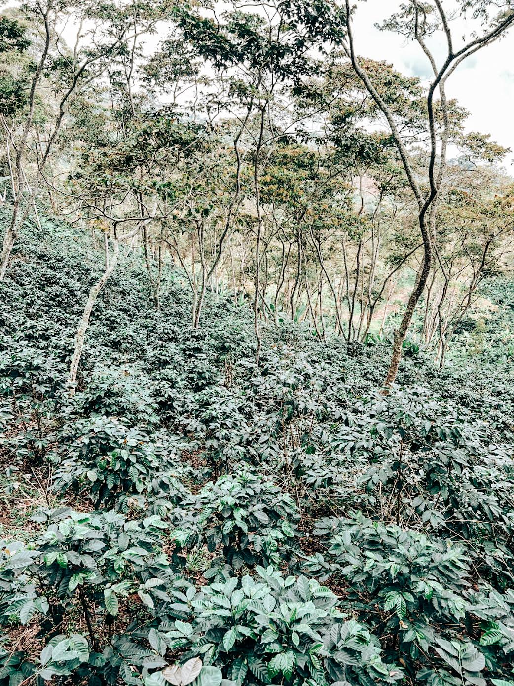 Joaquim Oñate – Finca El Mirado - Washed