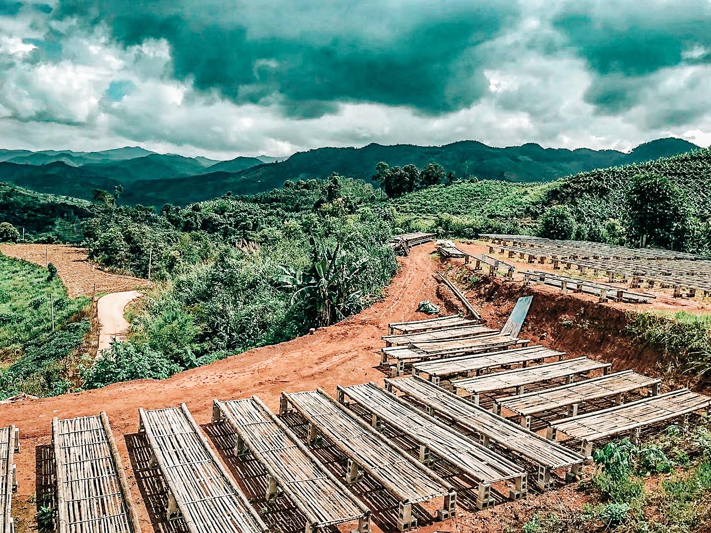 Gui Ben Natural