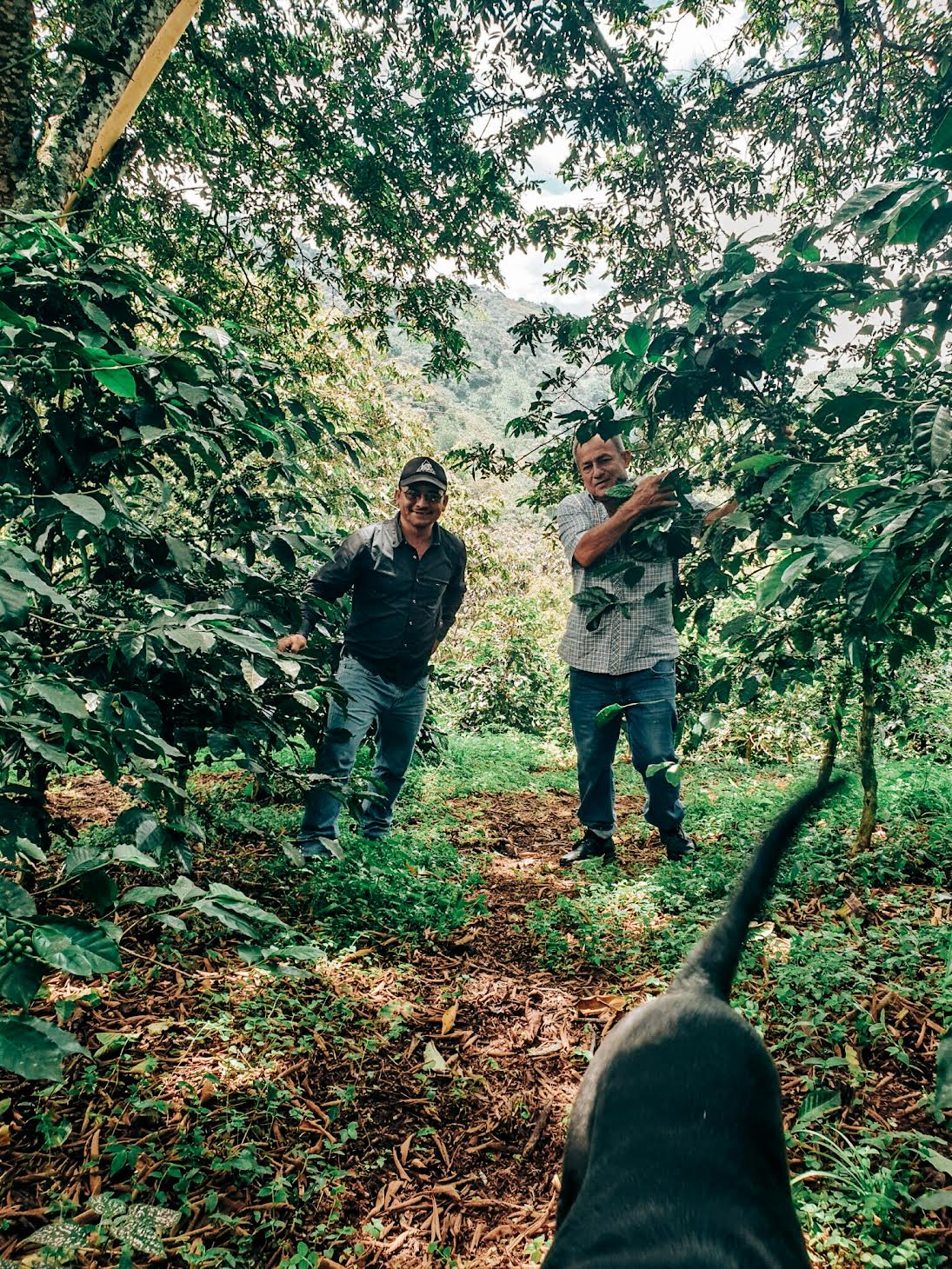 WBP-03 Wilton Benitez Caturra