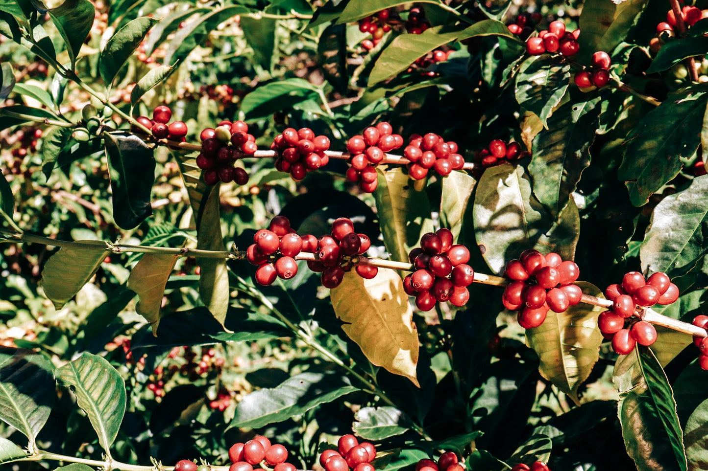 Altieri Coffee Catuai Natural Anaerobic