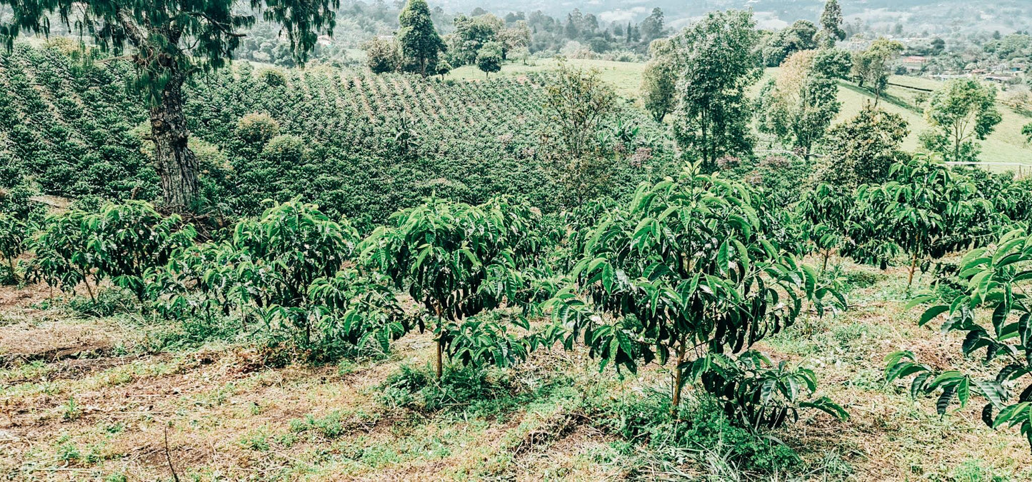 WBP-00 Wilton Benitez Castillo