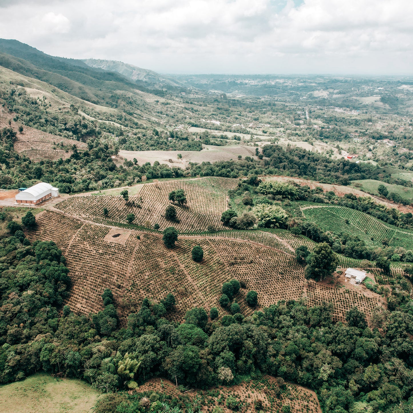 Wilton Benitez - Koji