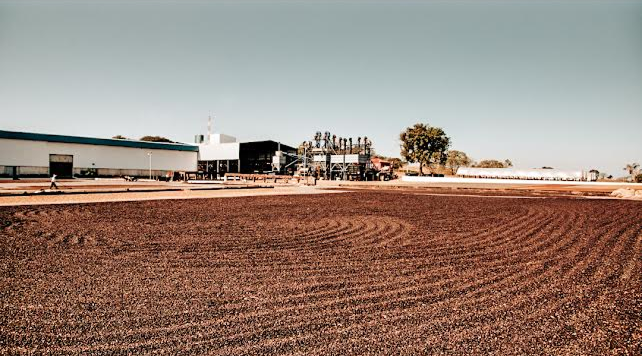 Ciasu Peaberry Field Blend