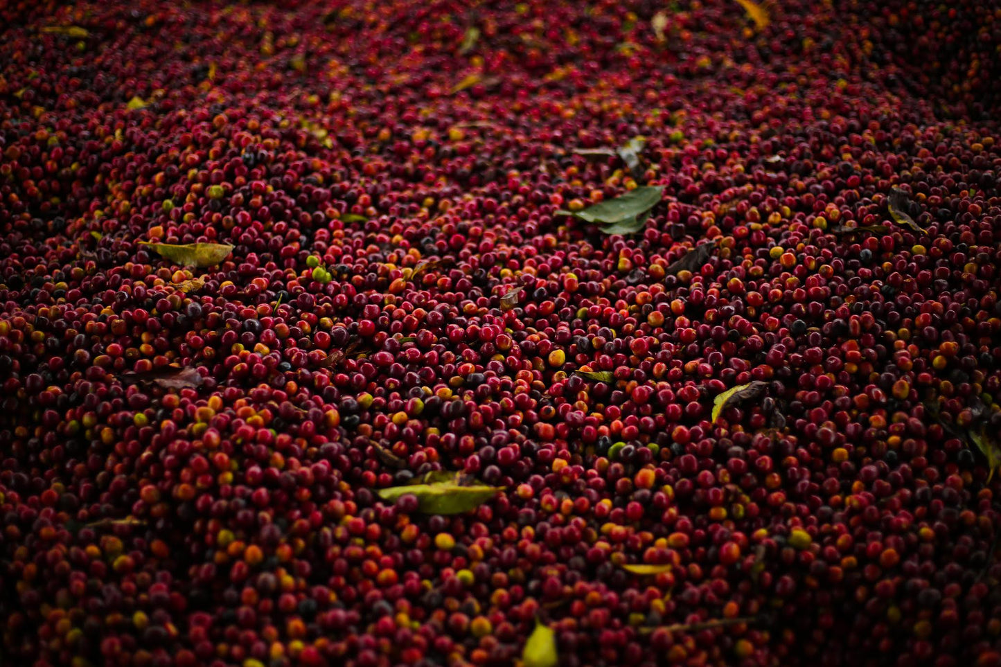 Natural Bombe Kontema