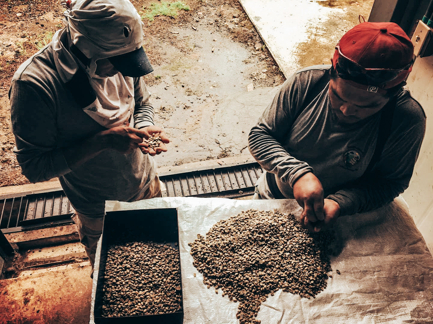 Cuatro Caminos Coffee Estates - Caturra Natural - Jaramillo Lot