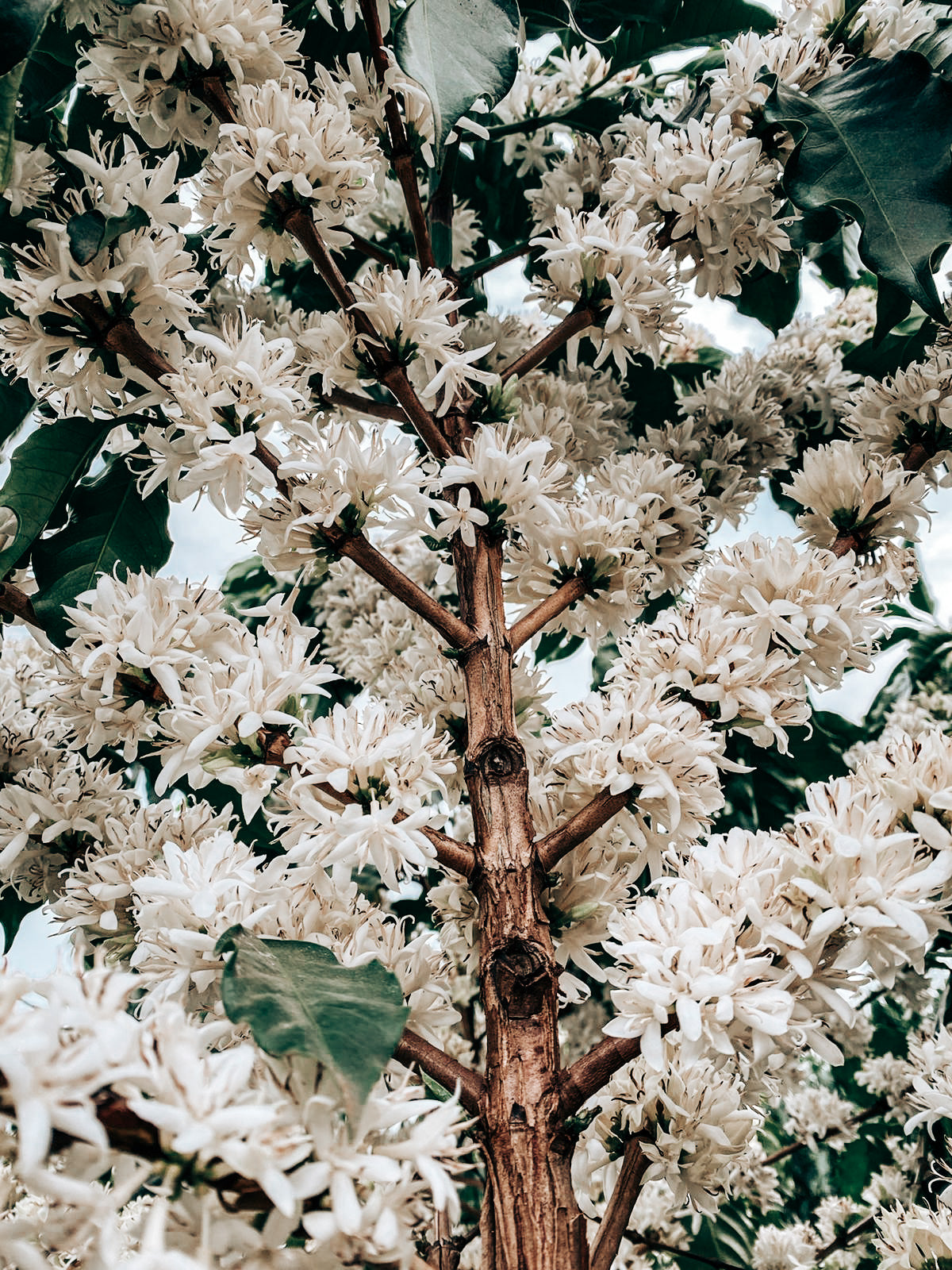 Espírito Santo | Canephora