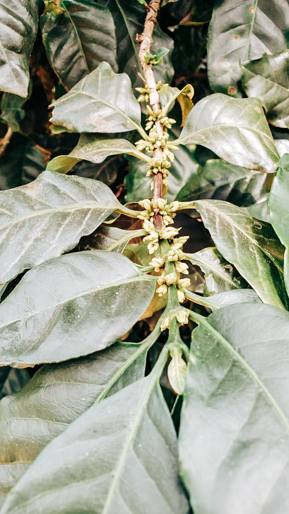 India Robusta Natural AB