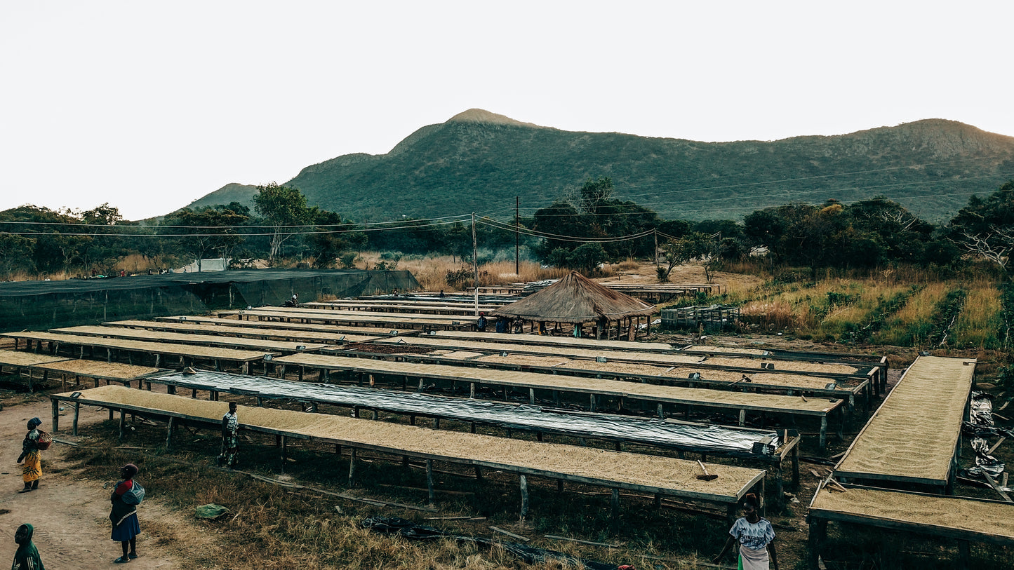 Gewaschen Starmaya AA