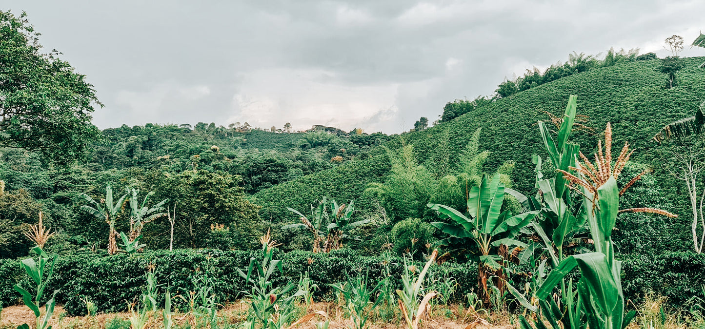 Jorge Mira - Yellow Bourbon