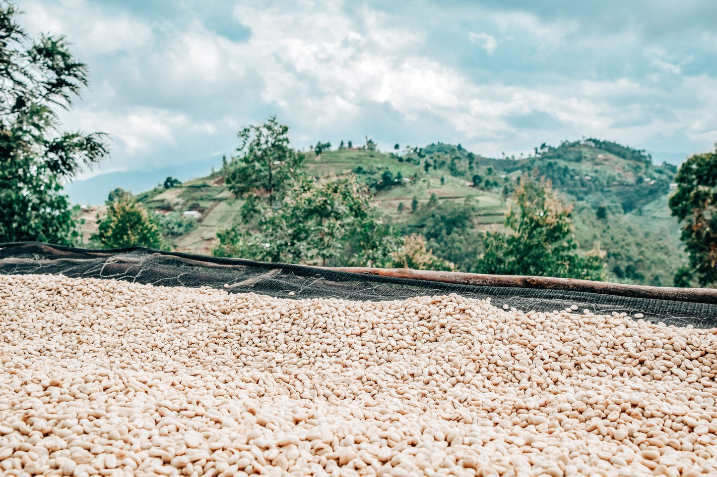 Colombia Decaf