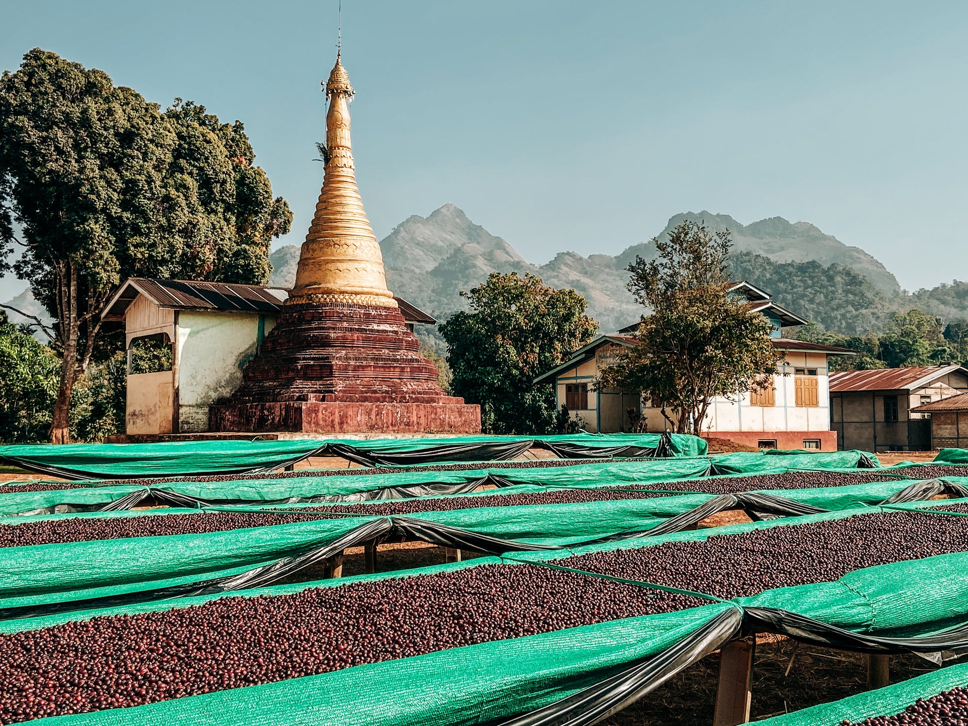 A_Lel_Chaung drying cherries