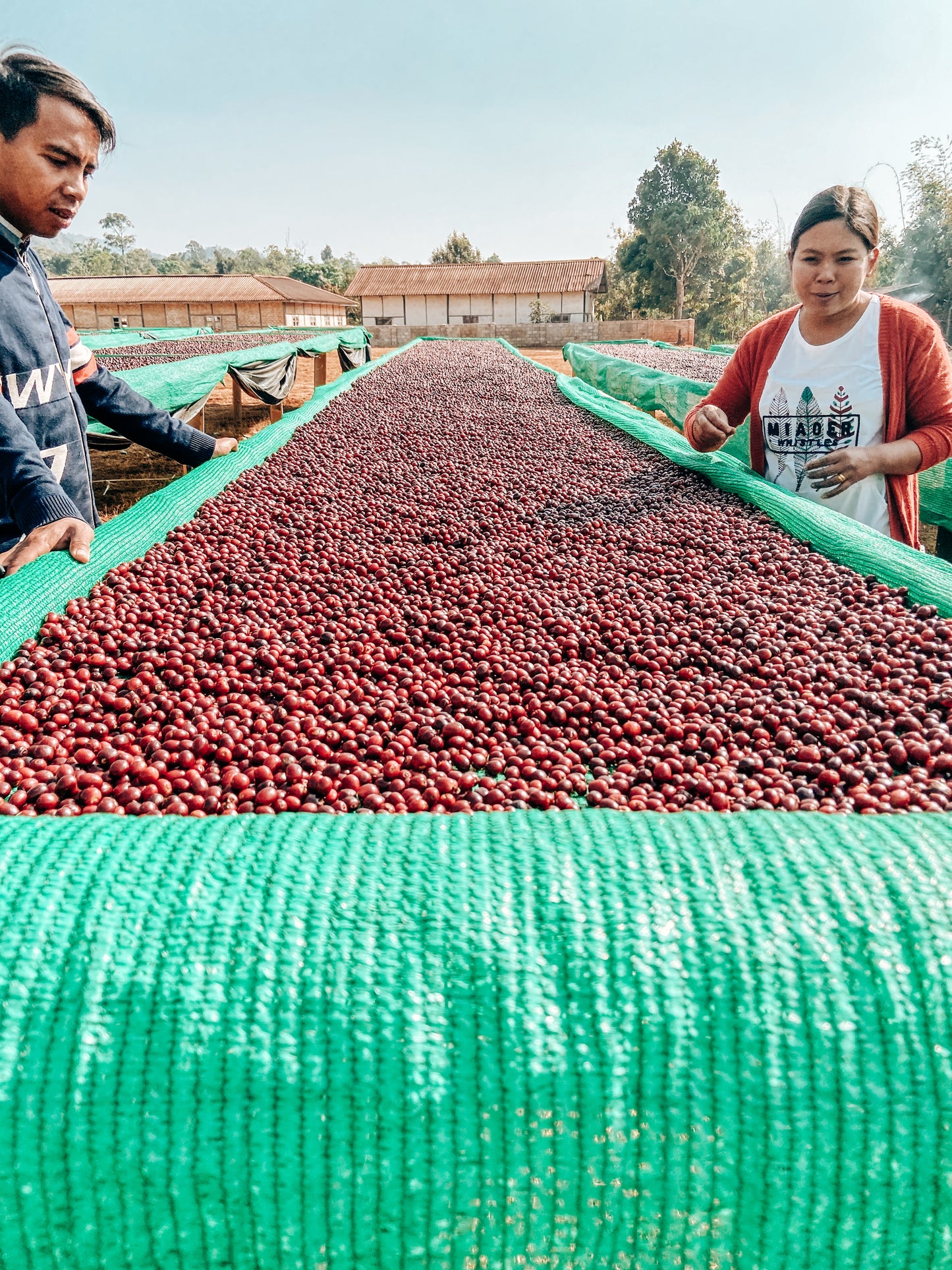 A Lel Chaung sorting cherries