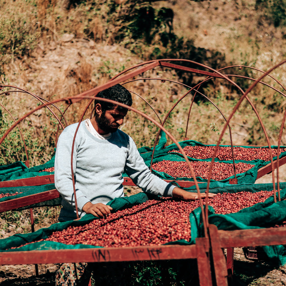 Al Hayma & Anis Decaf coffee cherries