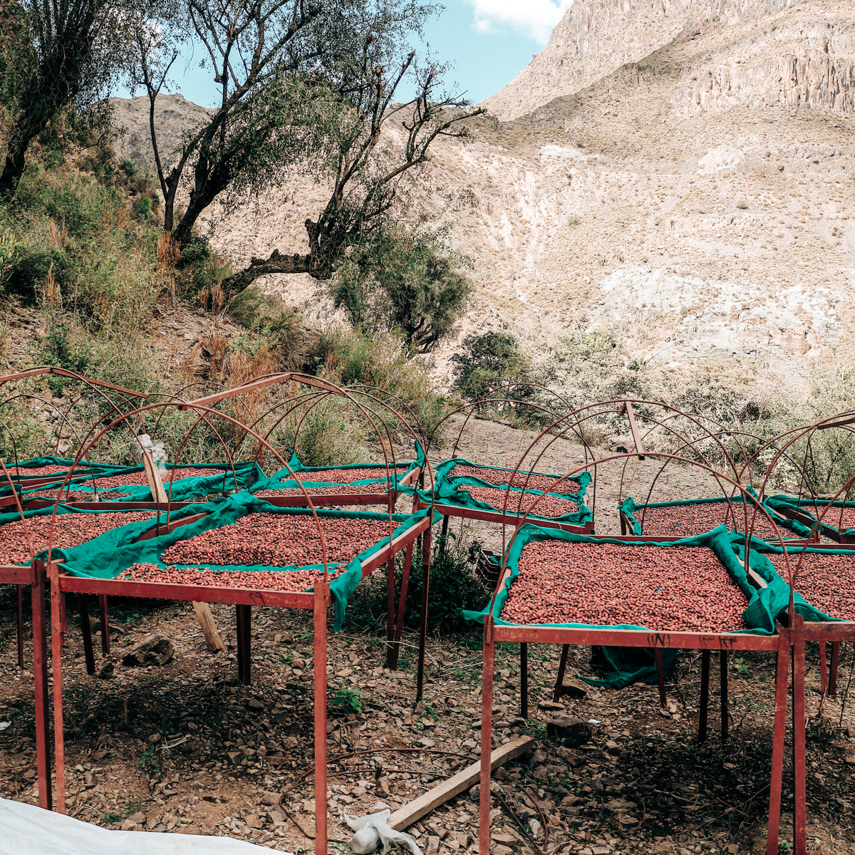Al Hayma & Anis Decaf drying beds