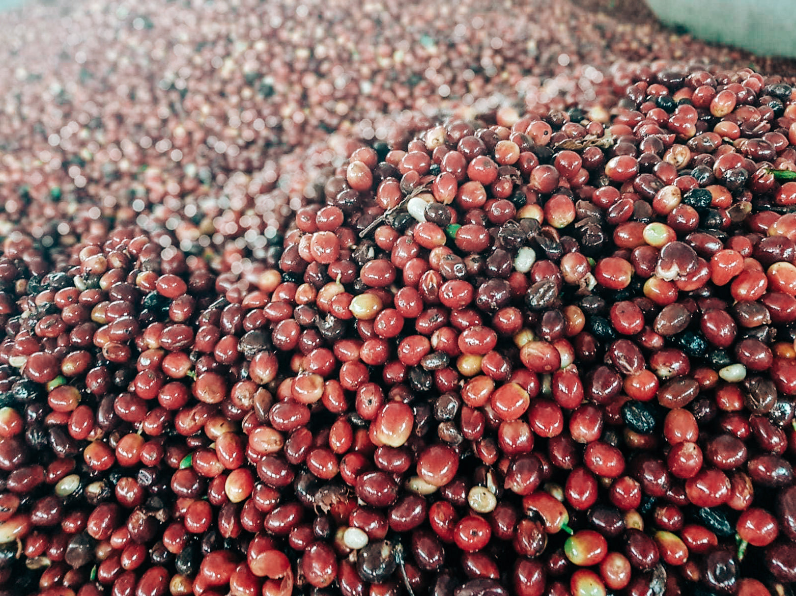 Andres Bazos cherries