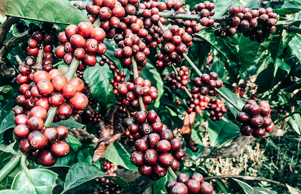 Capeca Bossaa cherries growing