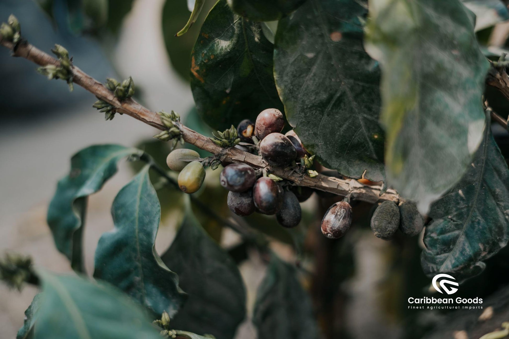 Carmen coffee plant