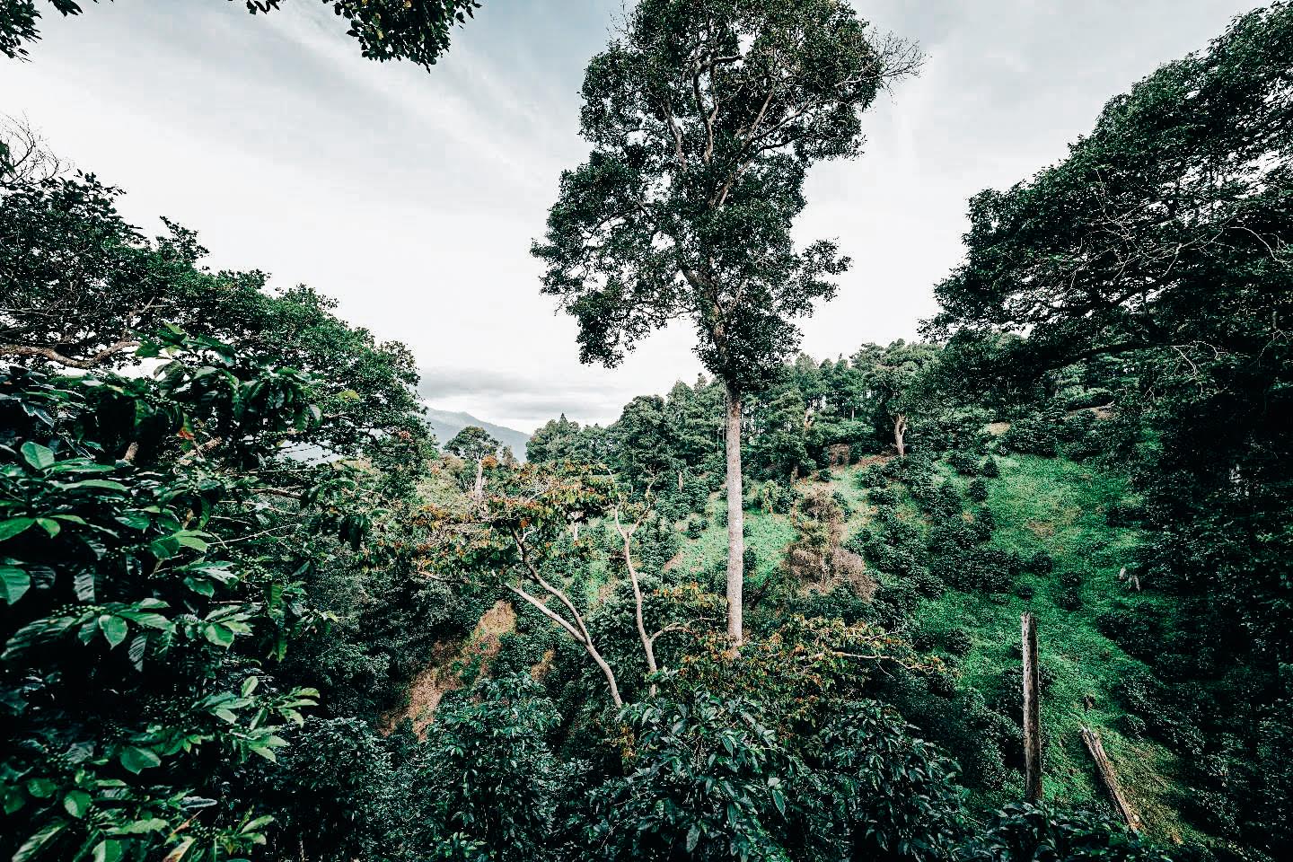Chevas Coffee Estate Scenery