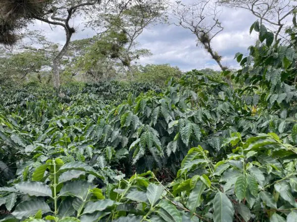 Mexican Decaf Mountain Water Process