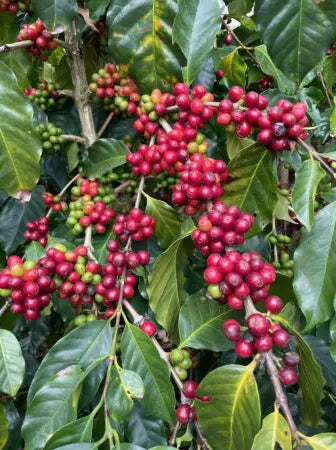 Mexican Decaf Staple Subscription