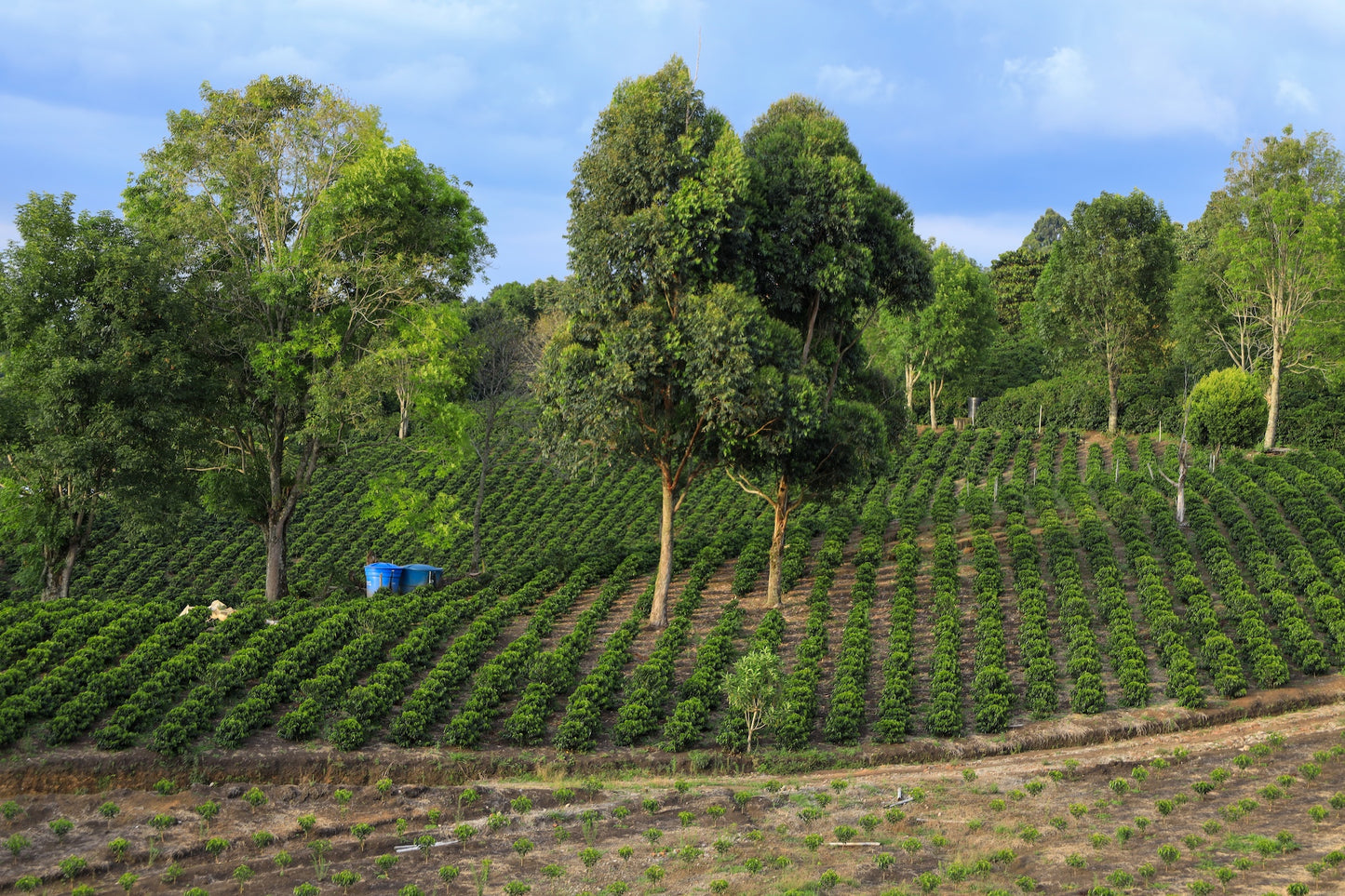 Wilton Benitez | Yellow Typica Washed