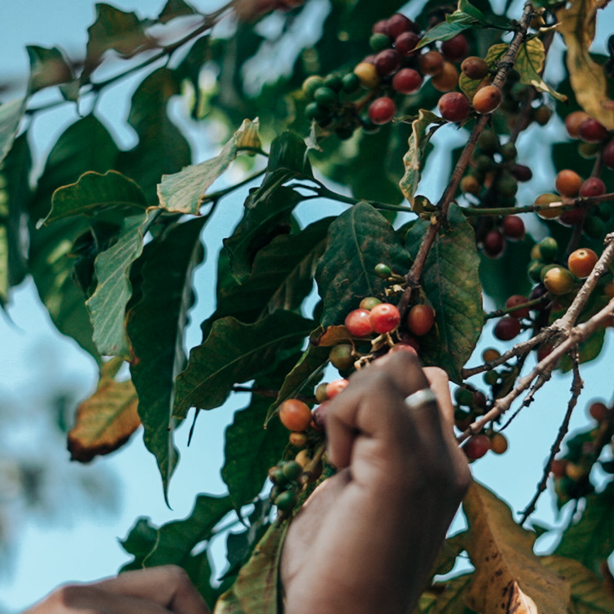 CoffeeCherry