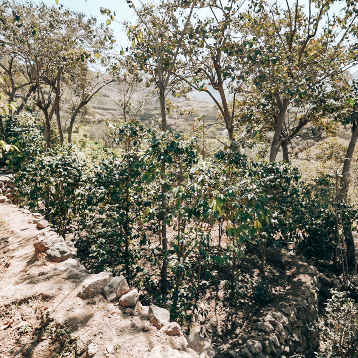 CoffeeTrees