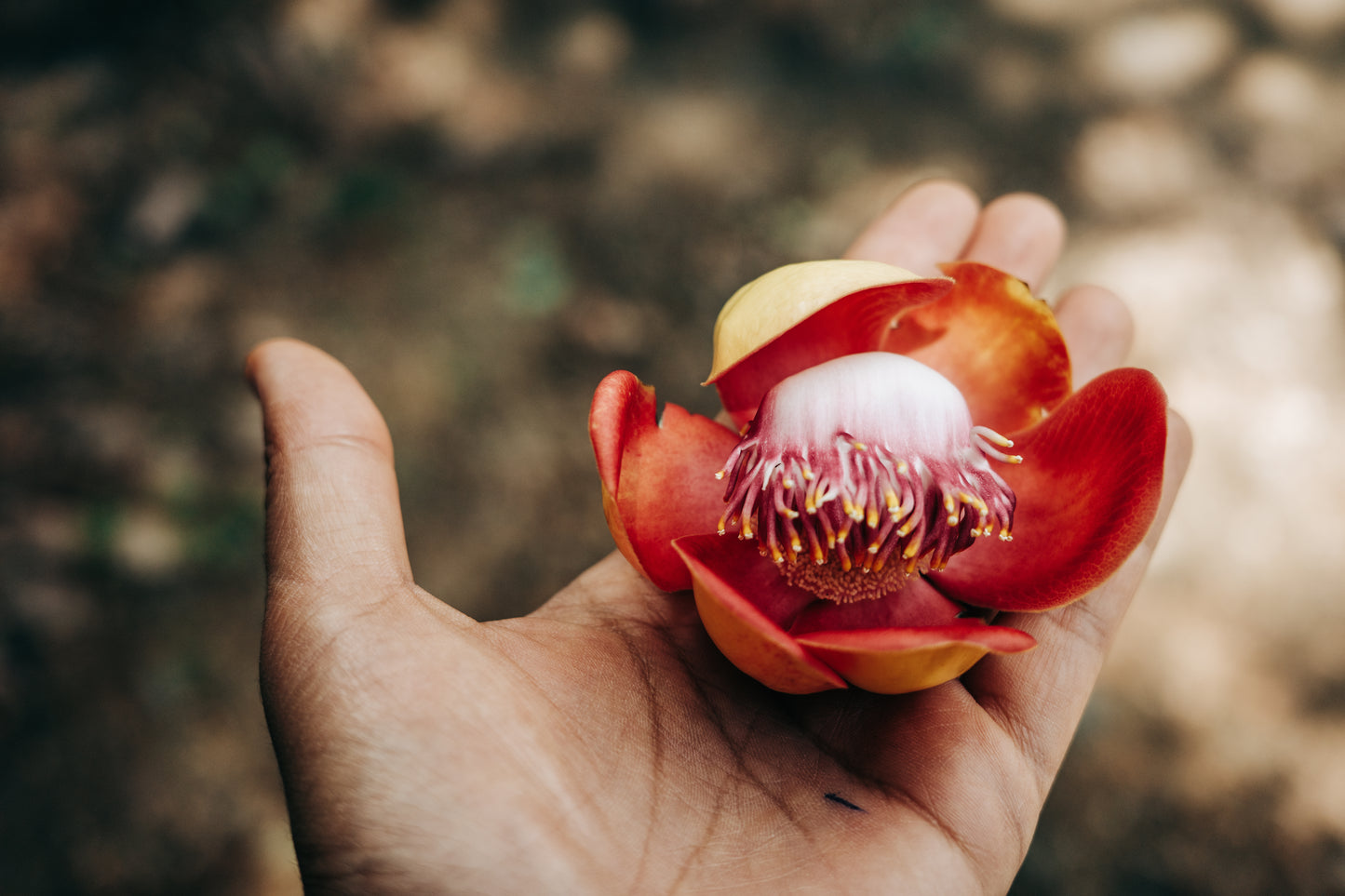 Crystal Valley Cannon_Ball_Tree_Flower