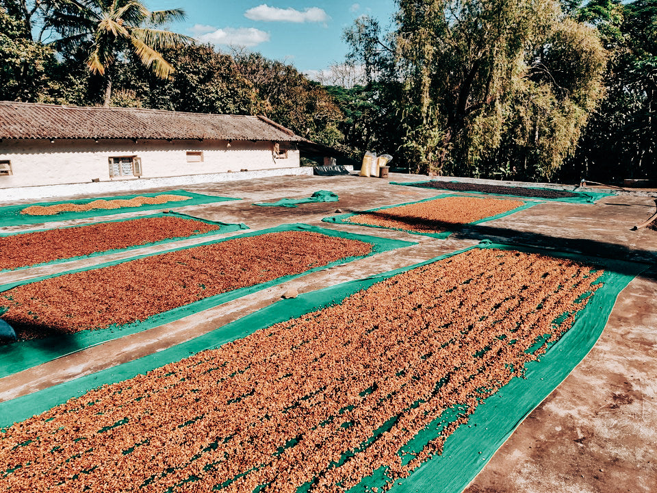 Crystal Valley drying coffee