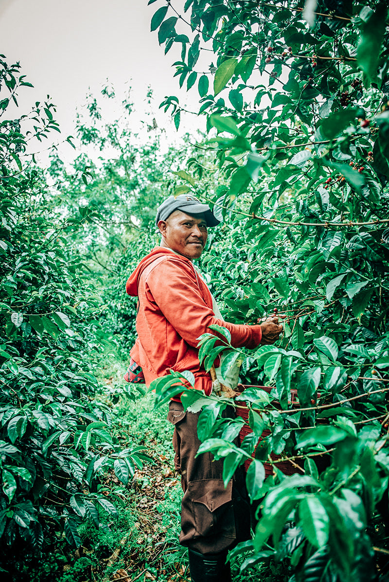 Esmeralda Landrace Blend