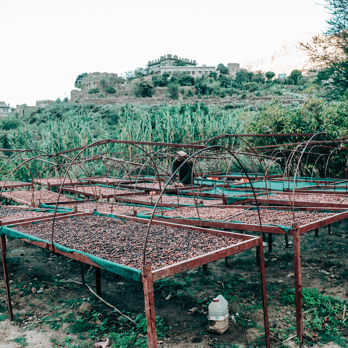 DryingBeds
