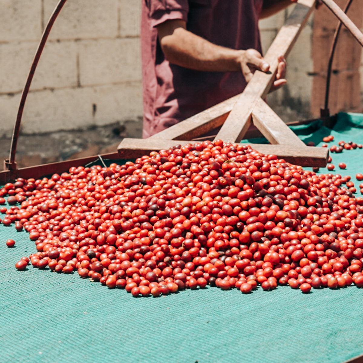 Drying coffee cherries